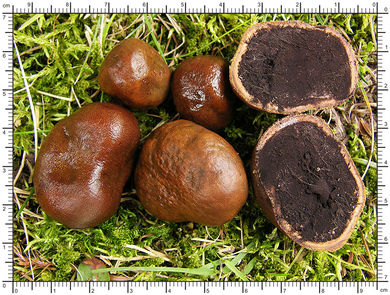 Elaphomyces asperulus